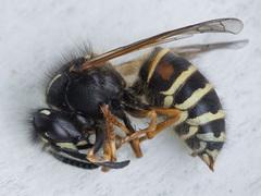 Dolichovespula norwegica
