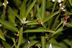 Ocimum centraliafricanum