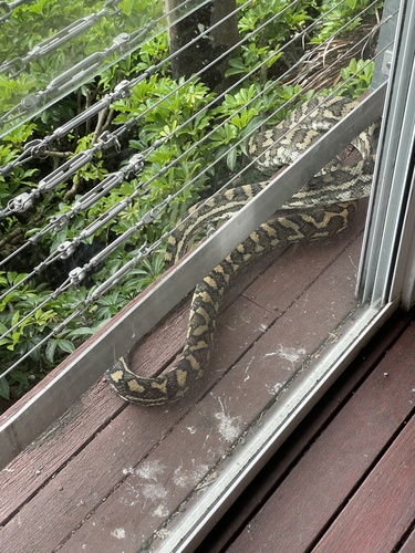 Coastal Carpet Python sighting