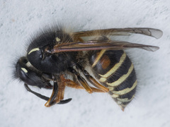 Dolichovespula norwegica