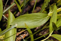 Ocimum centraliafricanum