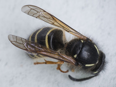 Dolichovespula norwegica