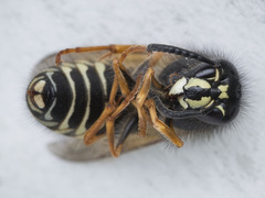 Dolichovespula norwegica