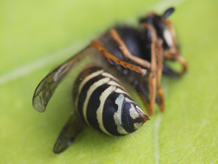 Dolichovespula norwegica