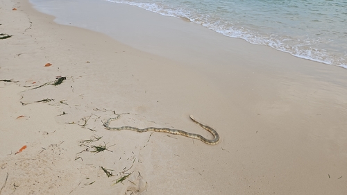 Typical Sea Snakes sighting