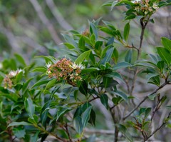 Syzygium legatii