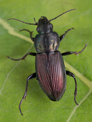 Poecilus lepidus