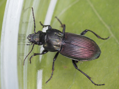 Poecilus lepidus