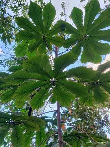 Yarumo (Cecropia telenitida)