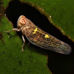 Neocolpoptera