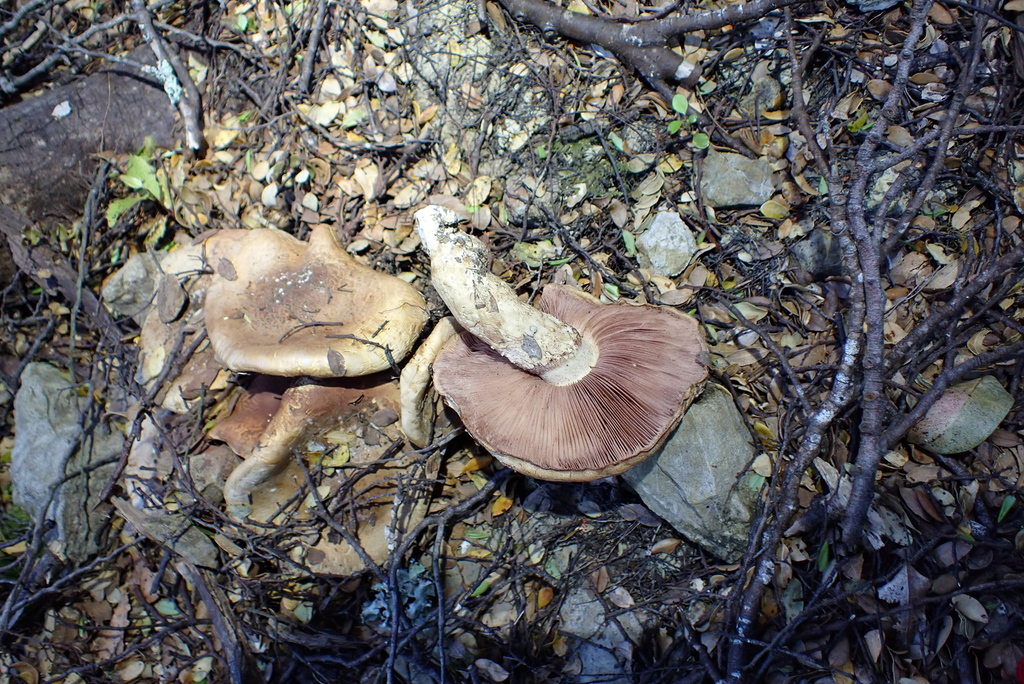 Hebeloma victoriense · November 2025 · photo: © berardom (iNaturalist, cc-by)