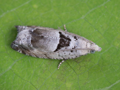 Epinotia ramella