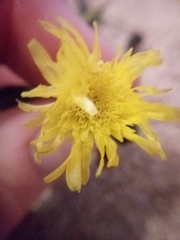 Sonchus oleraceus