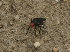 Dichromyia sanguiniceps