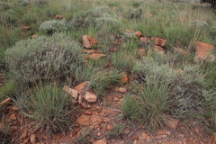 Cyperus margaritaceus