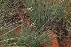 Cyperus margaritaceus