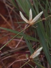 Cyperus margaritaceus