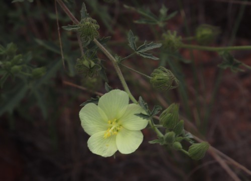 Image of Pavonia transvaalensis by (c) Tony Rebelo, some rights reserved (CC BY-SA)