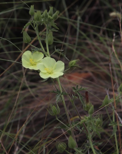 Image of Pavonia transvaalensis by (c) Tony Rebelo, some rights reserved (CC BY-SA)