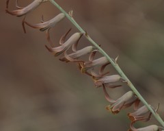 Dipcadi ciliare