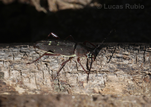 Megacyllene unicolor