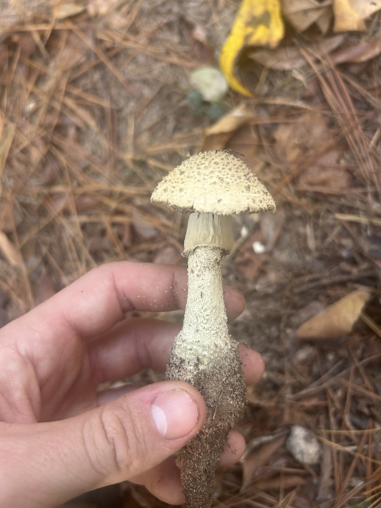 Amanita pelioma