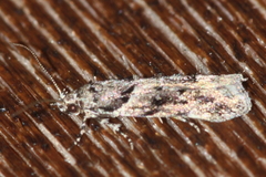 Recurvaria nanella