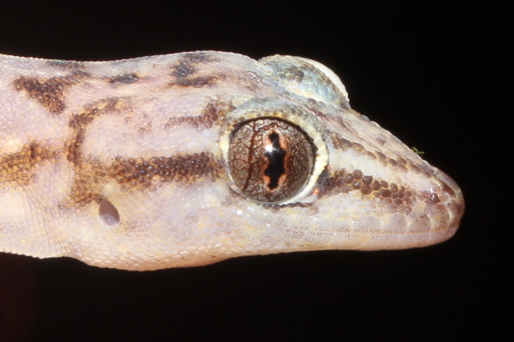 Pienaar's Rock Gecko