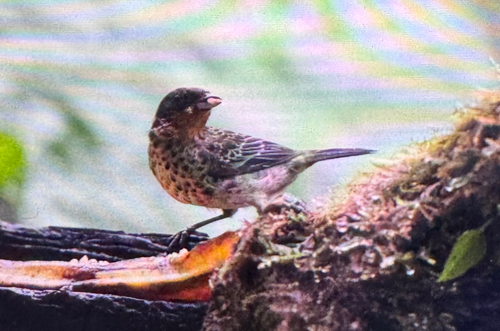 Rufous-throated Tanager (Ixothraupis rufigula), photo 2