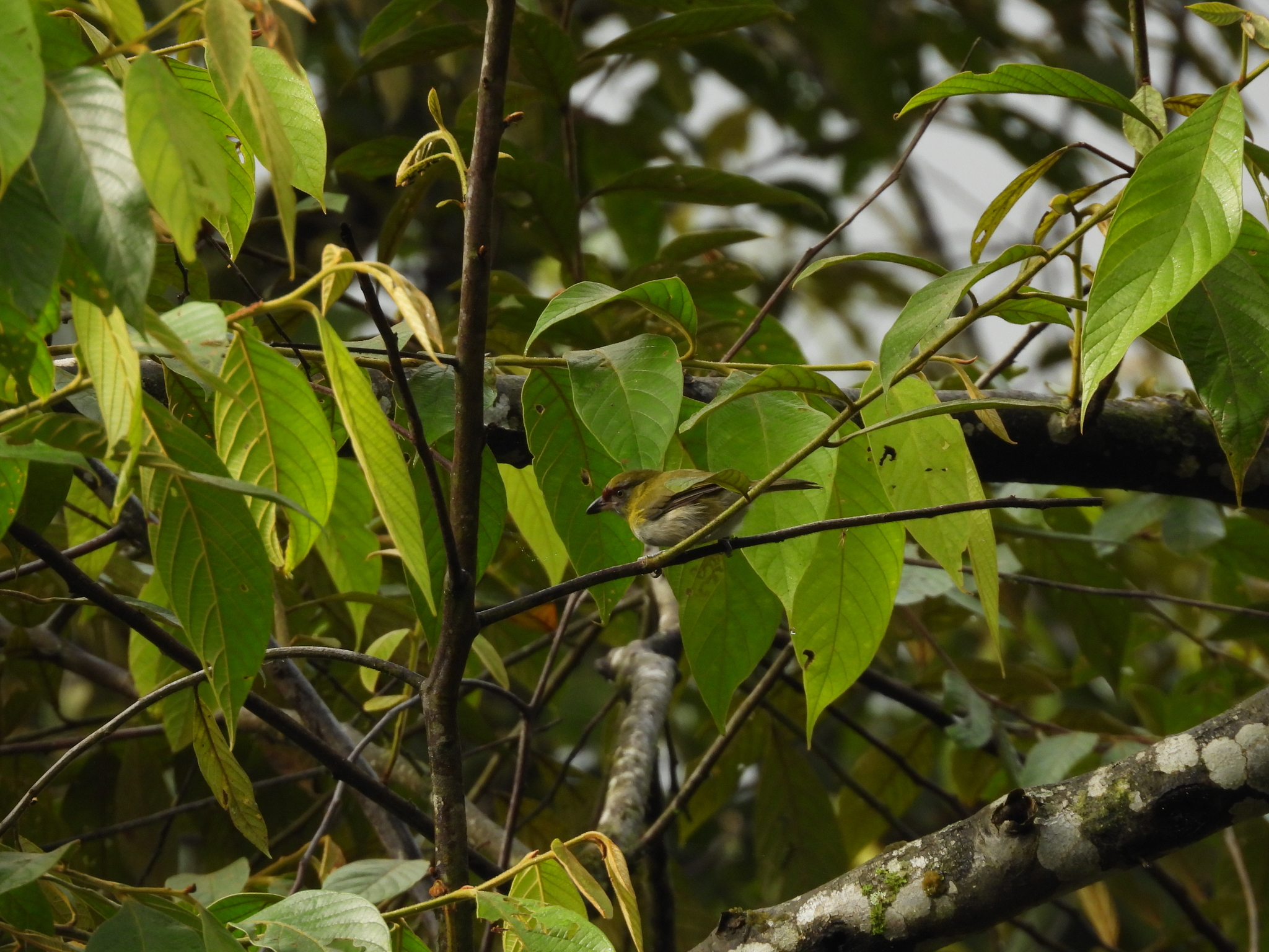 Black-billed Peppershrike (Cyclarhis nigrirostris), photo 8