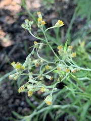Helichrysum athrixiifolium