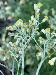 Helichrysum athrixiifolium