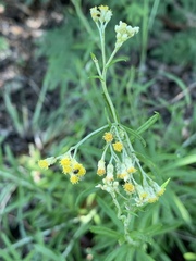Helichrysum athrixiifolium