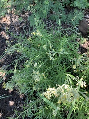Helichrysum athrixiifolium