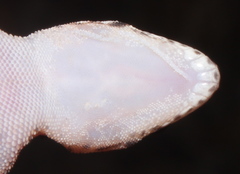 Pachydactylus affinis