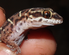 Pachydactylus affinis