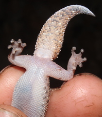 Pachydactylus affinis
