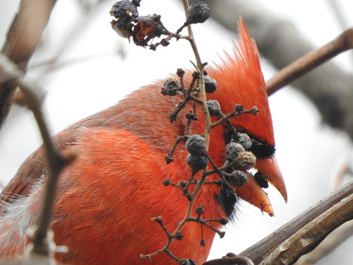 Northern Cardinal photographed in Indiana