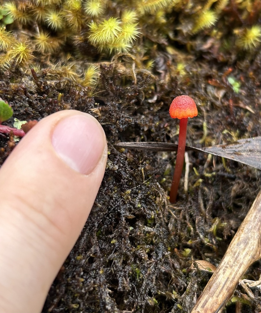 Hygrocybe · November 2025 · photo: © johngsalamander (iNaturalist, cc-by)