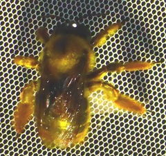 Xylocopa tranquebarica