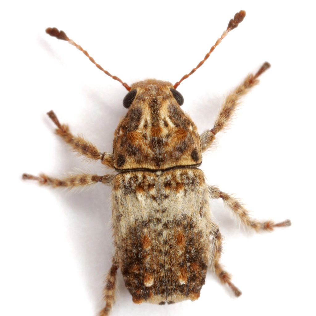 Neck-spotted Fungus Weevil