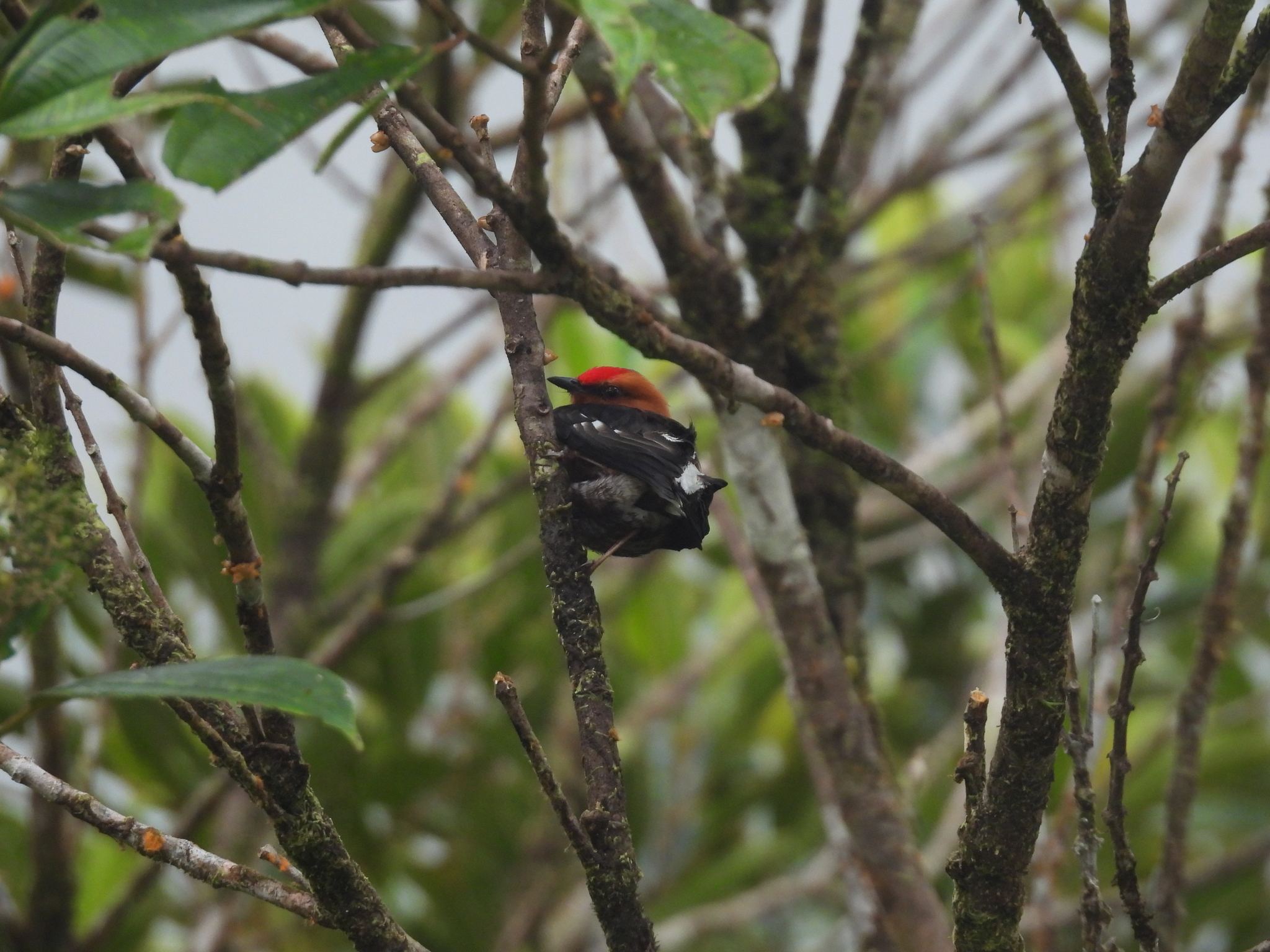 Club-winged Manakin (Machaeropterus deliciosus), photo 2