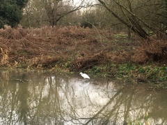 Egretta garzetta