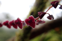Stelis argentata, photograph (c) Josh Noseworthy, some rights reserved (CC BY)