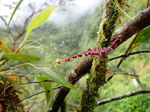 Stelis argentata, photograph 3