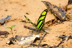 Philaethria dido