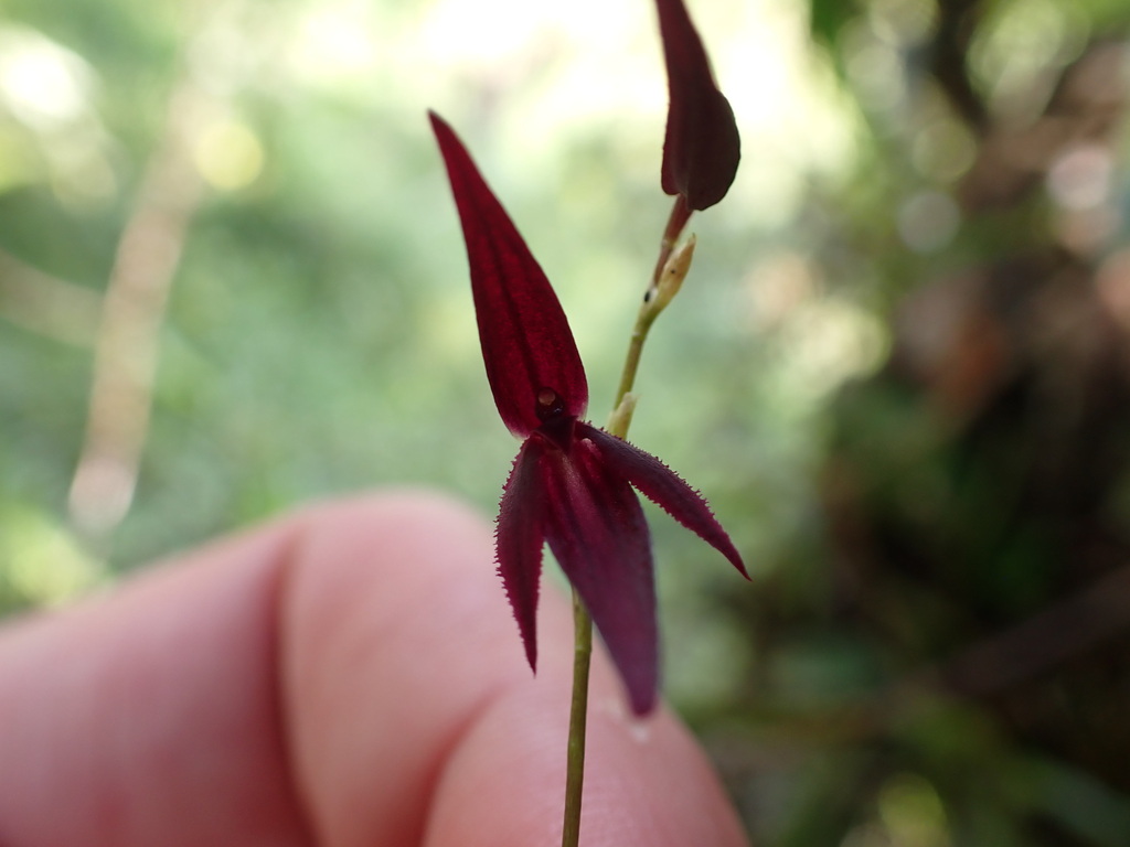 Pleurothallis sextonii