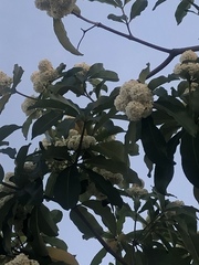 Alstonia scholaris