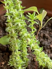 Crassula lanceolata lanceolata