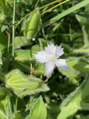 Dianthus zeyheri